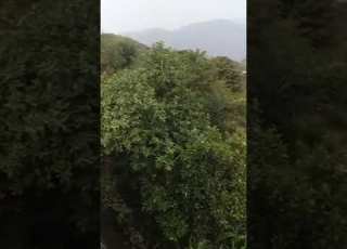  في شرعب السلام ايفوع اعلا يرجاء الاشتراك بقناتي والمشاهده