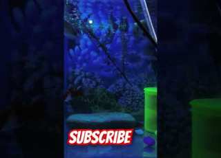  Angel Gurame Or Santa Krusa Fish Music Love Remix Fishtank Bunny Angelfish Gurame Cute Ytshort Yt