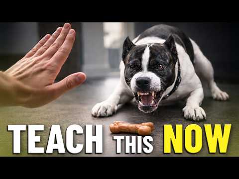 This Command Could Save Your Dog S Life