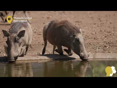 Thawale Lodge Majete Malawi Ukuri