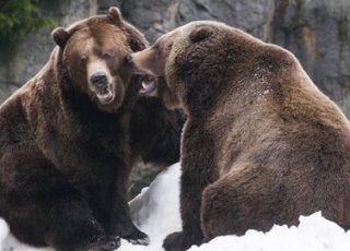  Grizzly Vs Grizzly