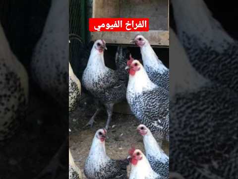 اعرف الفراخ الفيومي بتبيض كم بيضه في السنه