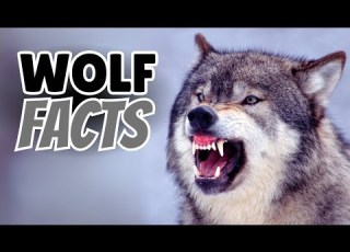  25 Mind Blowing Wolf Facts That Will Leave You Speechless