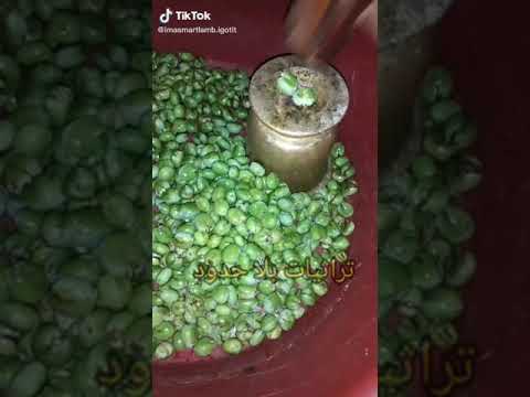 على شان على شان