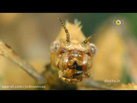 مستند حشرات عجیب