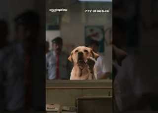  777 More Reasons To Watch 777 Charlie Rakshit Shetty Primevideoindia