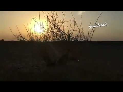 ياخوي ليتن الليالي على الكيف