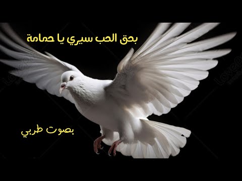 موال ذاد الكرى بحق الحب سيري يا حمامة بصوتي بدون موسيقى