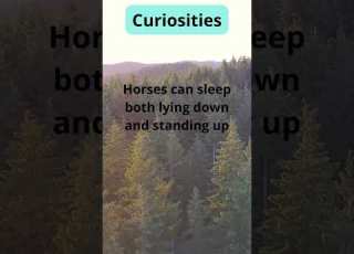  Horses Sleep Standing Up