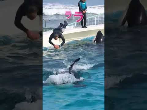 حوت يلتهم مدربه