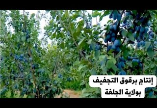 مستثمر جزائري يحول أراضي قاحلة الى حقول لإنتاج برقوق التجفيف الطاجين عن طريق الزراعة المكثفة