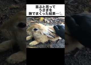  喜ぶと思ってうさぎを撫でまくった結果