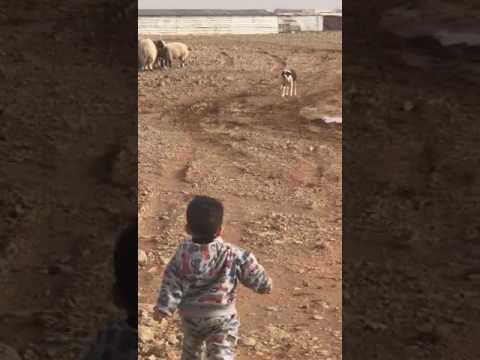 كلب يركض ورا طفل