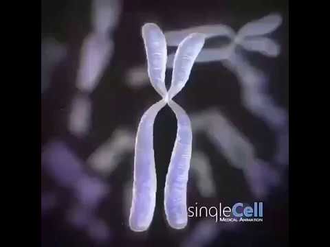 الانقسام الخلوي بشكل سريع