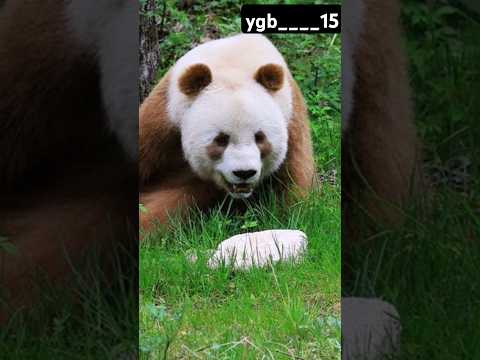 لماذا الباندا مهددة بالانقراض Foryou Panda Yellowpanda باندا انقراض الصين Facts Animals