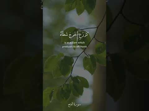 محمد رسول الله والذين معه أشداء على الكفار رحماء بينهم سورة الفتح 29 القارئ فارس عباد محمد رسول الله والذين معه أشداء على الكفار رحماء بينهم سورة الفتح 29 القارئ فارس عباد