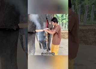 الراجل عمل رجل صناعية للفيل ابو رجل مقطوعة Jungle Doctor