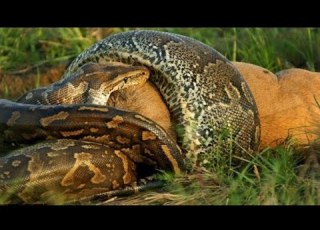 Land Of The Anaconda National Geographic
