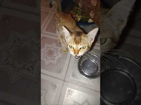 ম য ও ম য ও Shorts Cat Pets