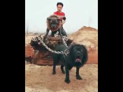 عندي كلب يجري معسكر حمو بيكا اشتراك وفعل الجرس فضلا وليس امرا