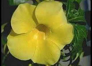 Abdurrahman Önül Resul ün Gülleri