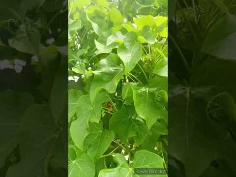 KUPENDWA SIKU 3 TU Sheikh Igwee 888 255766233308 Wtsp