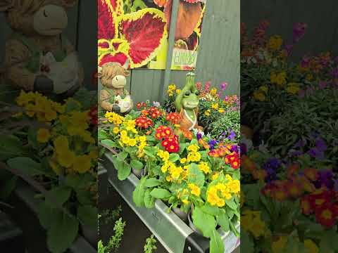 2026 03 25 Shorts Lovely Wander Around Hilltop Garden Centre Shilton Coventry UK