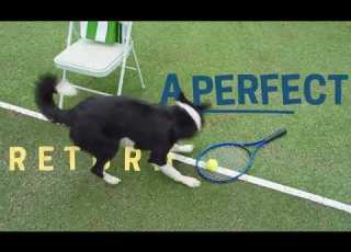  Butternut Box LTA Tennis Jam Corgi Simba Collie Odin Hercules Hungarian Vizslas