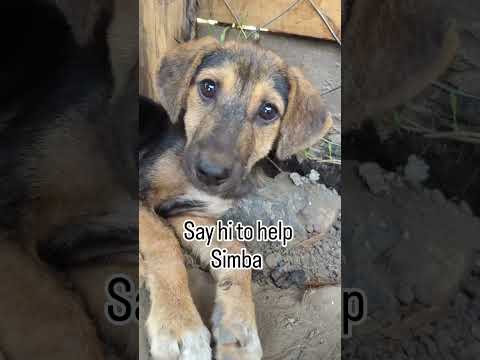 While Some Fade Into Silence I Persist Giving Voice To The Voiceless Link In Bio To Support Us