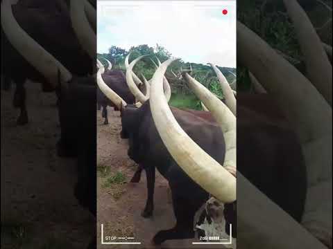 ANKOLE WATUSI CATTLE Biggest Bulls And Cow Cows Bulls Ankole