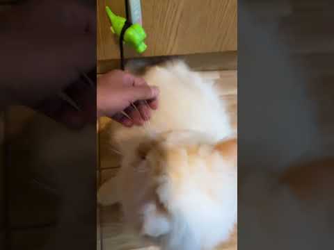 اول ما سمع كلمت امي وقف عض