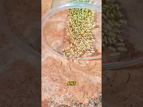 Ants Vs Termites The Tiny War You Need To See Shorts Wildlife Animals