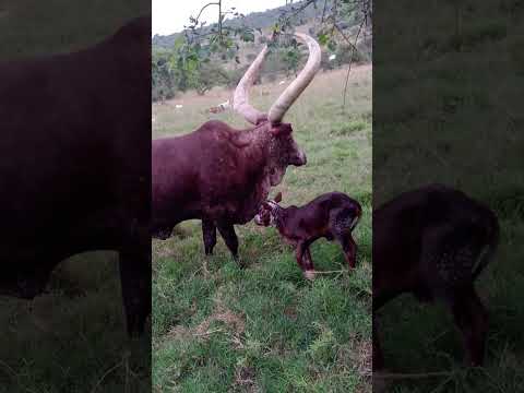 Beautiful Ankole Cow Animals