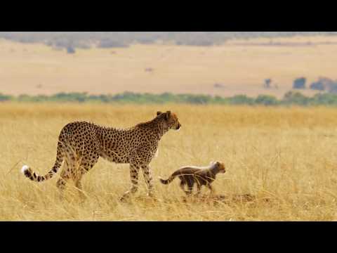 Bravest Animal Mothers Protect Their Babies On The African Savannah 4K Documentary