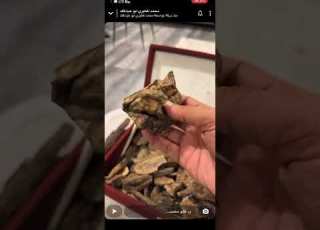  الصندل وعجائبه أبو عبدالملك المطيري عائلة الطيب
