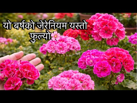 म र ब ल क न फ लब र म फ ल क ज र न यमहर न य थप क ज र न यम पन फ ल य Geranium Balconygarden