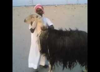  اجمل قصيده عن الطعام رووووعة