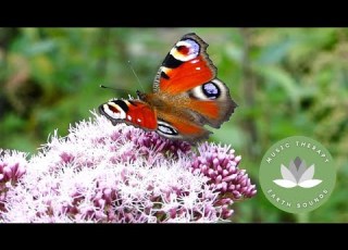 Flowers With Colorful Butterflies For Meditation Relaxation Study Sleep 10 Min