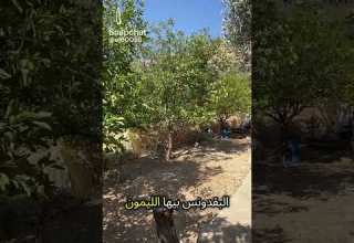 حاكورة الدار ميسر الحياري منتجات اجدادنا السلط الاردن السعودية قطر الكويت الامارات