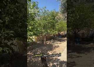 حاكورة الدار ميسر الحياري منتجات اجدادنا السلط الاردن السعودية قطر الكويت الامارات