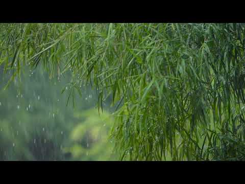 Rain Sound صوت زخات المطر بدون موسيقى 4K