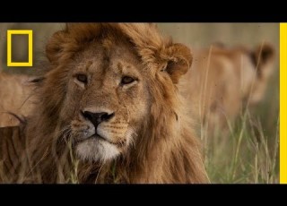 Africa S Big Five Animals What Are They National Geographic