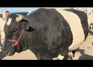 تسمين العجول وفق النظامين السائب والمربوط مزايا وعيوب كل نظام