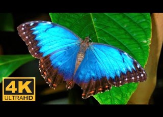Colourful Species Of Nature Butterflies In 4K Ultra HD Relaxation Music Serene Relaxation