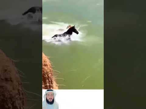 سقوط العمالقةهل ينجو الحصان من قبضة ملك الغابة في أعماق المياه اكسبلور لايك ترند تحفيز