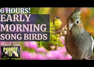 Early Morning Song Birds 6 HOUR Calming Nature Ambience For Birds Parrot TV For Your Bird Room