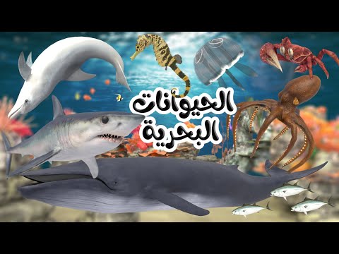 اغنية الحيوانات البحرية اغاني اطفال بون بون