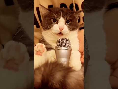 قطة تغني لكنها غاضبة