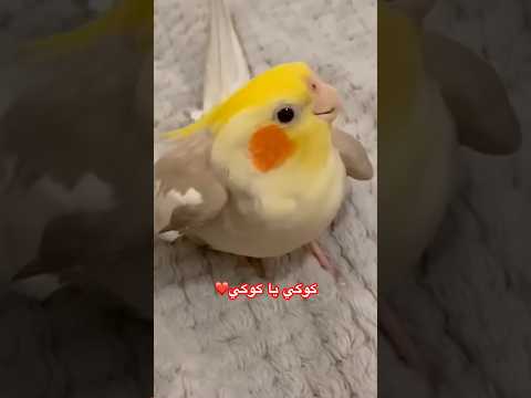 طائر الكوكتيل او الكروان يغني كوكي يا كوكي الكروان طائر الكوكتيل طيور الجنة طائر الكروان