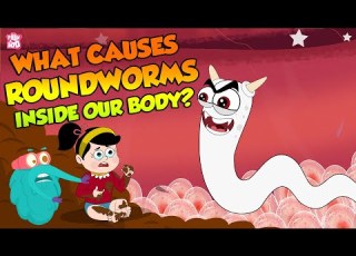 A Roundworm Parasite What Causes Roundworms Inside Our Body The Dr Binocs Show